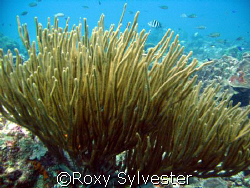 Graceful sea fan in Bonaire by Roxy Sylvester 